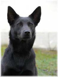 Australská kelpie