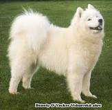 Samojed