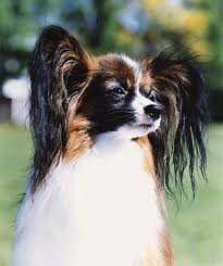 Papillon