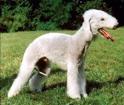 Bedlington
