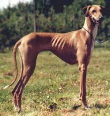 Azavak